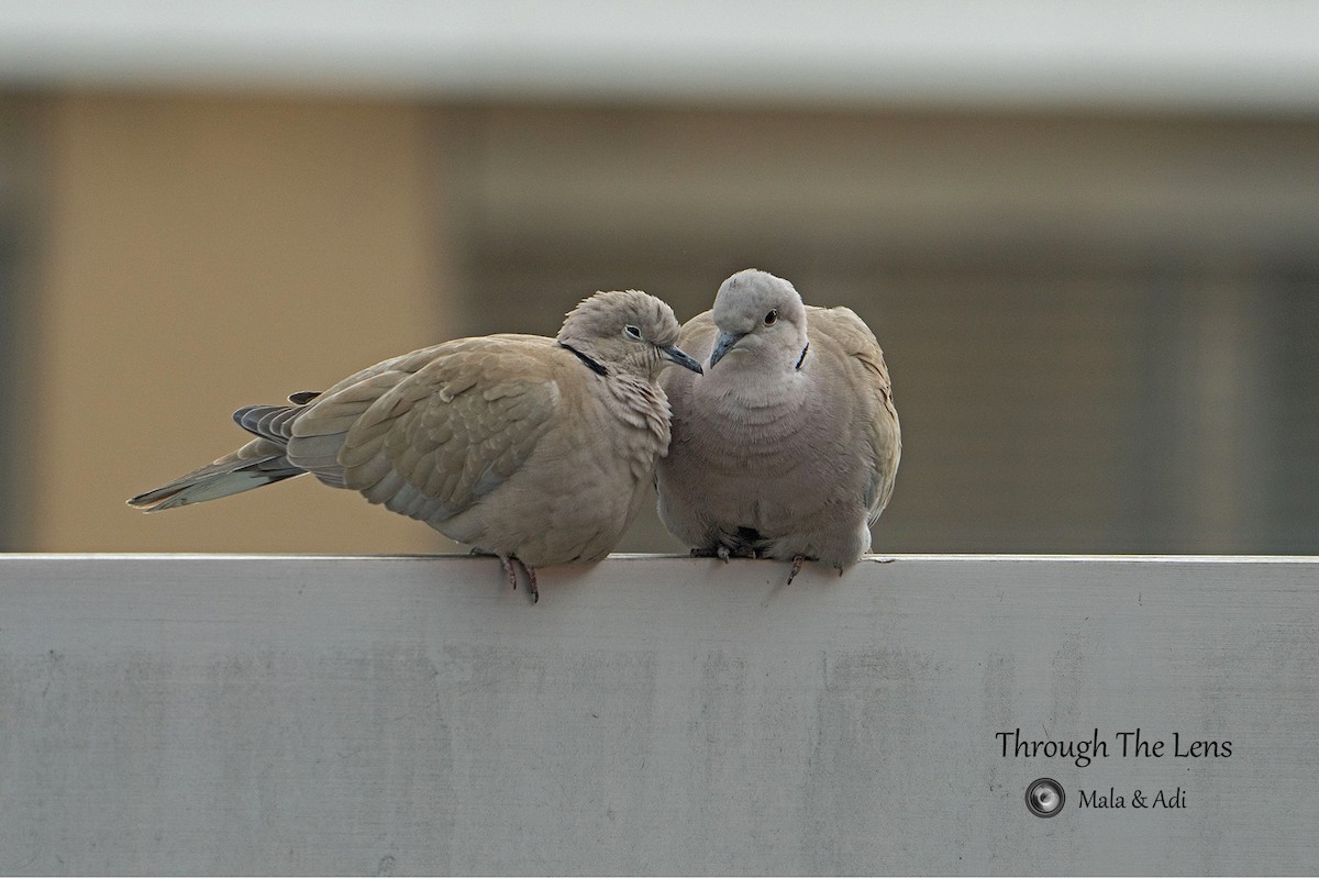 tyrkerdue - ML646957065