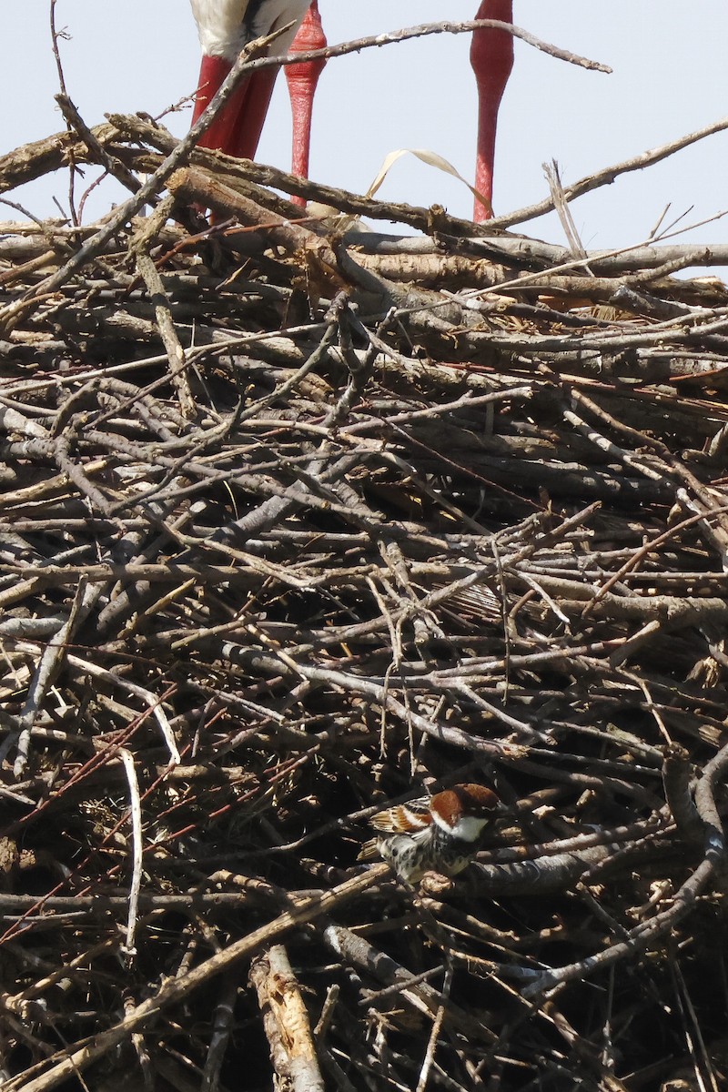 Txolarre iluna - ML646957067