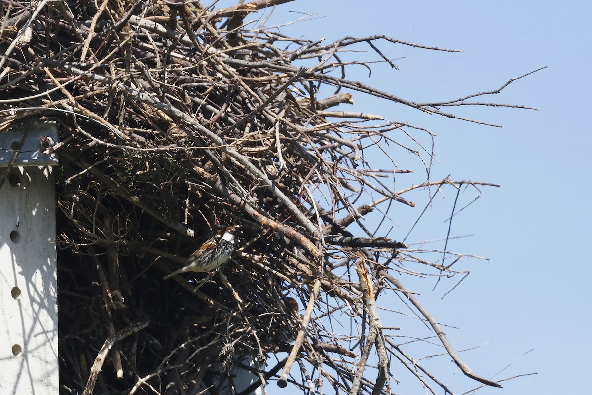 Txolarre iluna - ML646957068