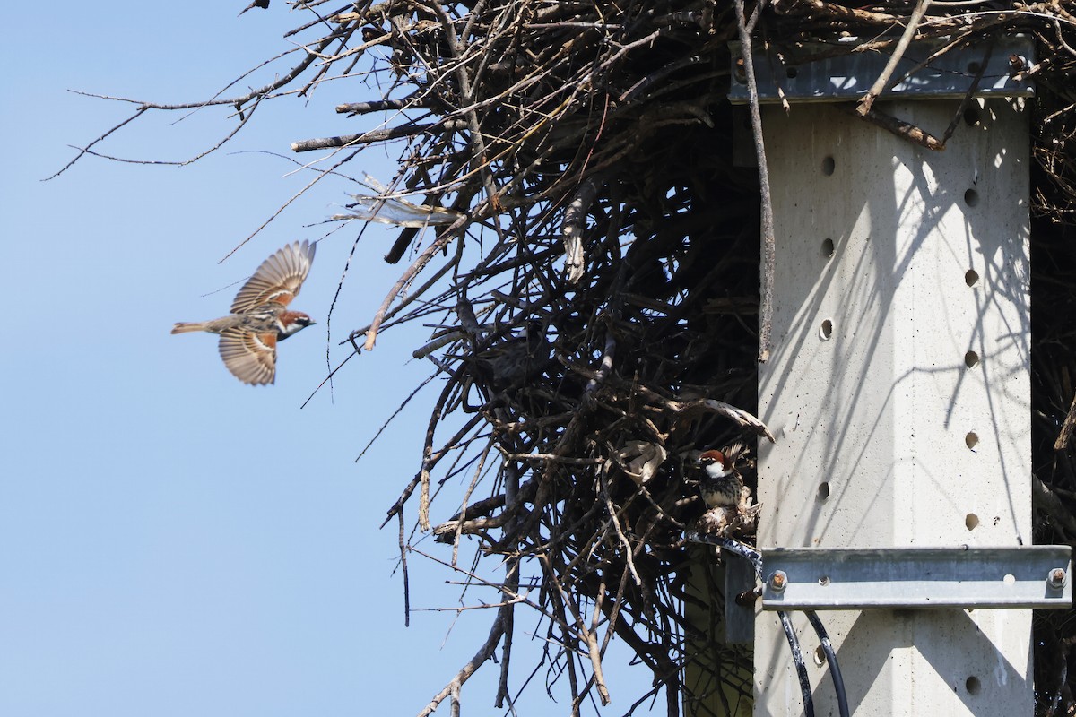 Txolarre iluna - ML646957069