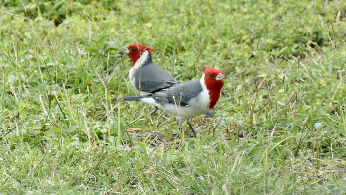 Пароарія чубата - ML646957070