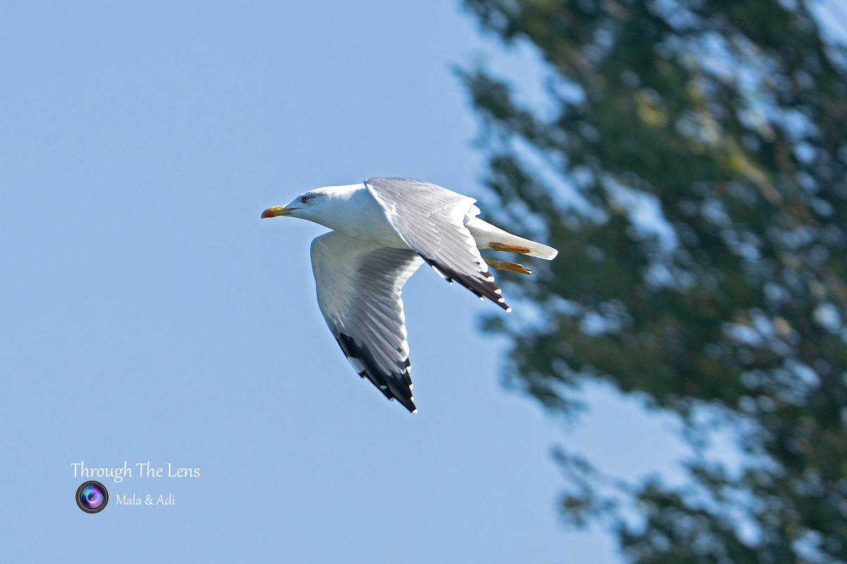 gulbeinmåke - ML646957071