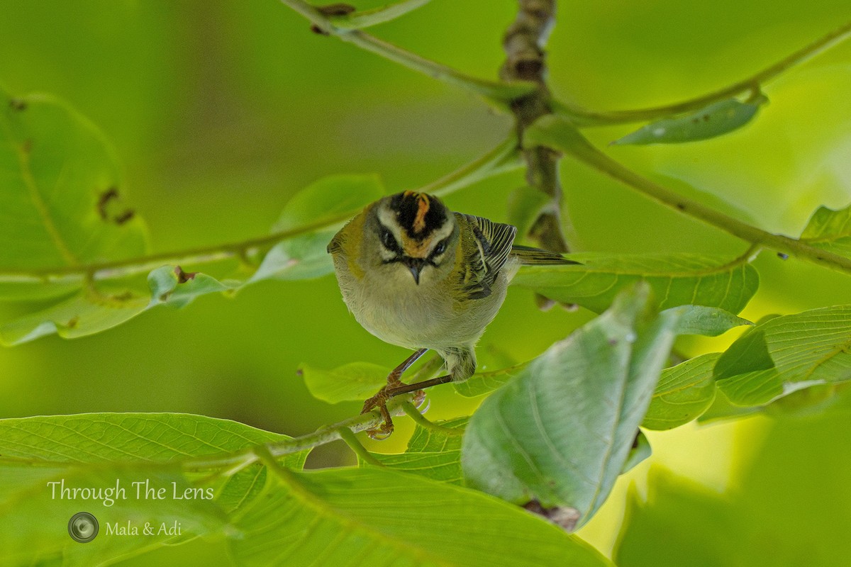 Common Firecrest - ML646957073