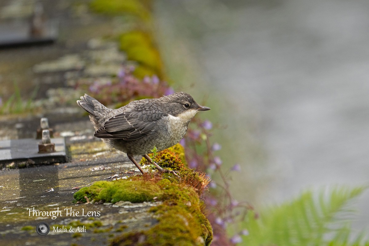 White-throated Dipper - ML646957076
