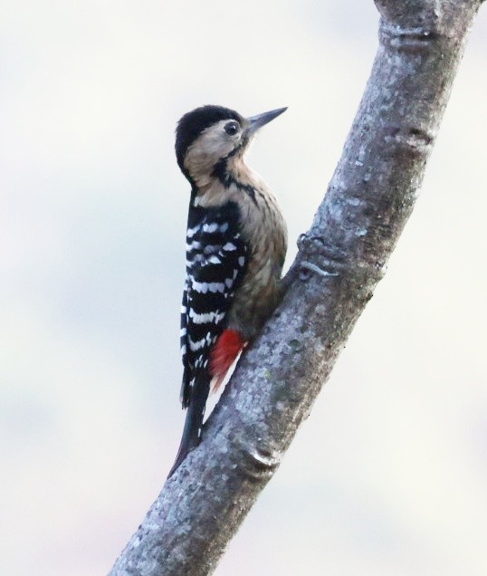 okerbrystspett - ML646957077