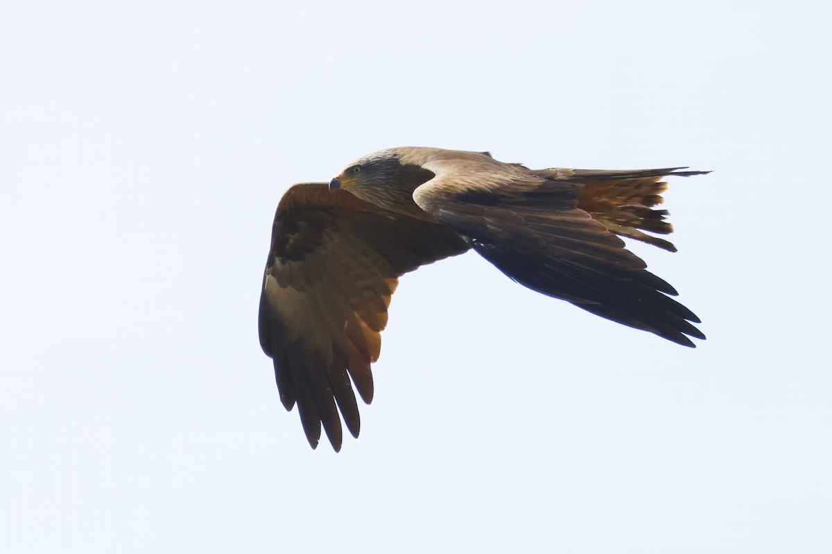 svartglente - ML646957080