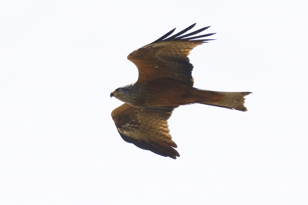 svartglente - ML646957081