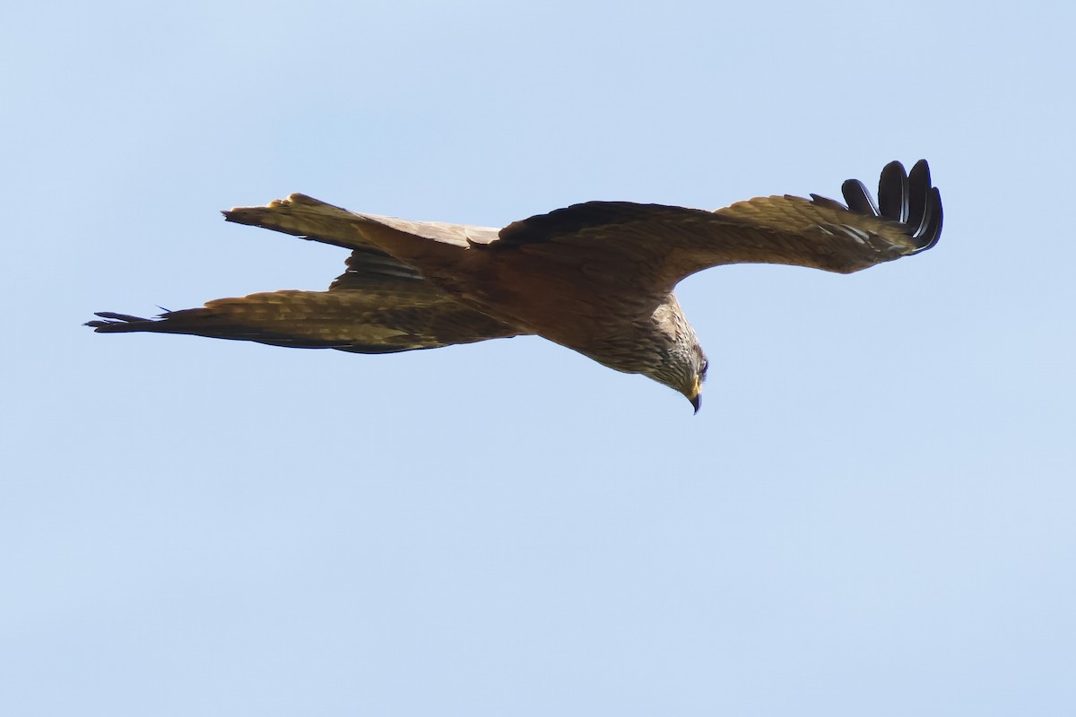 svartglente - ML646957082