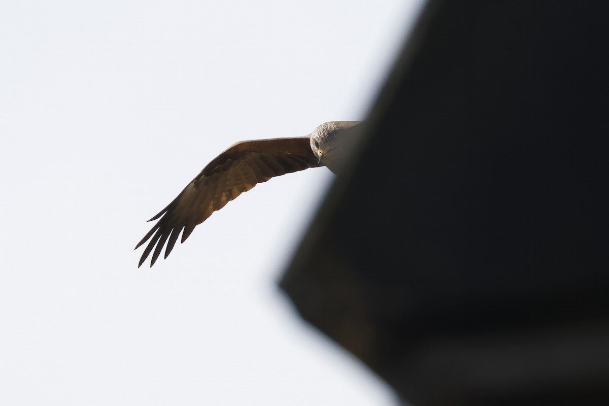 svartglente - ML646957083