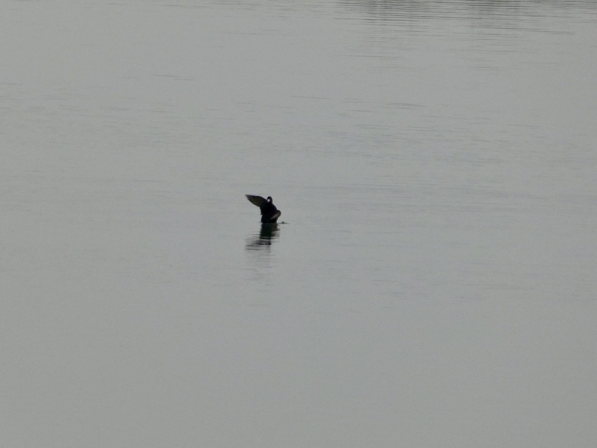 brilleand - ML646957085