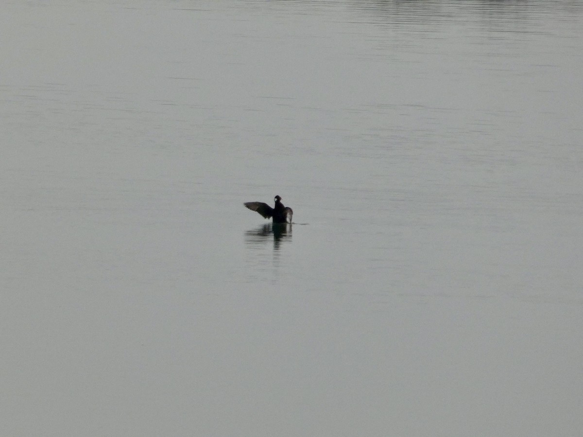 brilleand - ML646957086