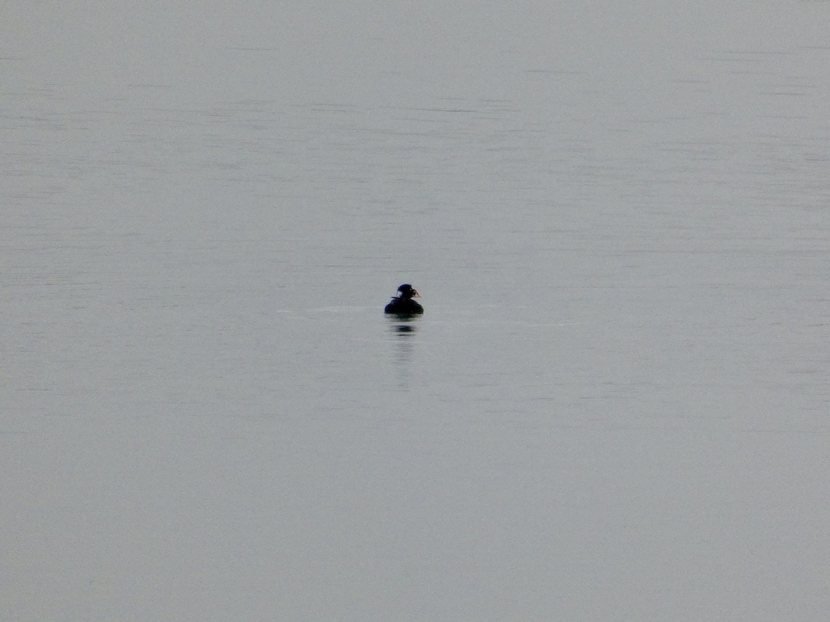 brilleand - ML646957087