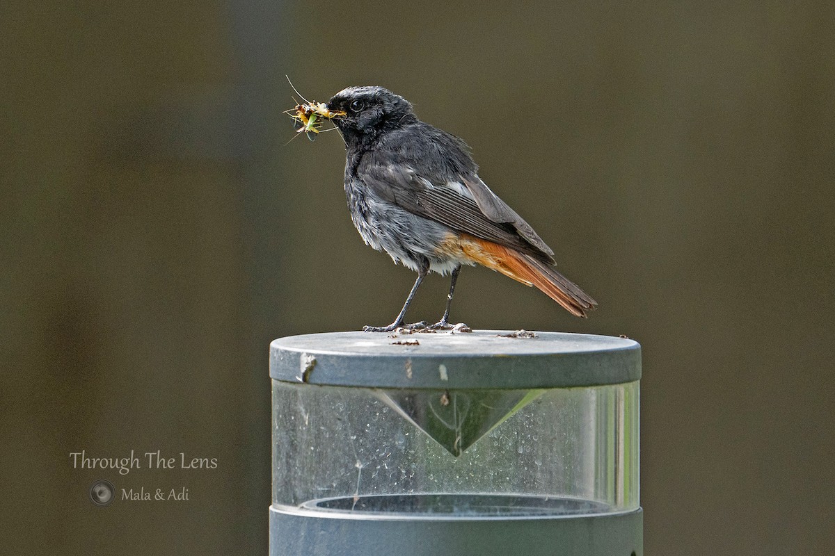 svartrødstjert - ML646957088