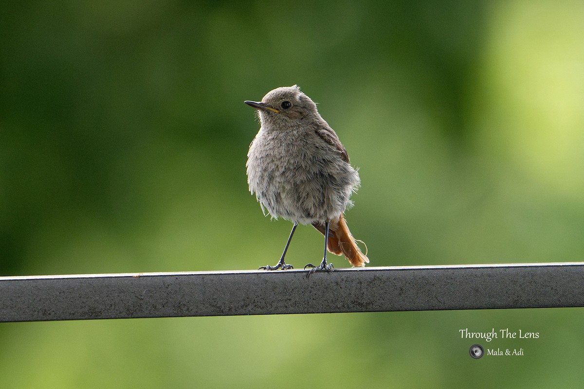 svartrødstjert - ML646957089