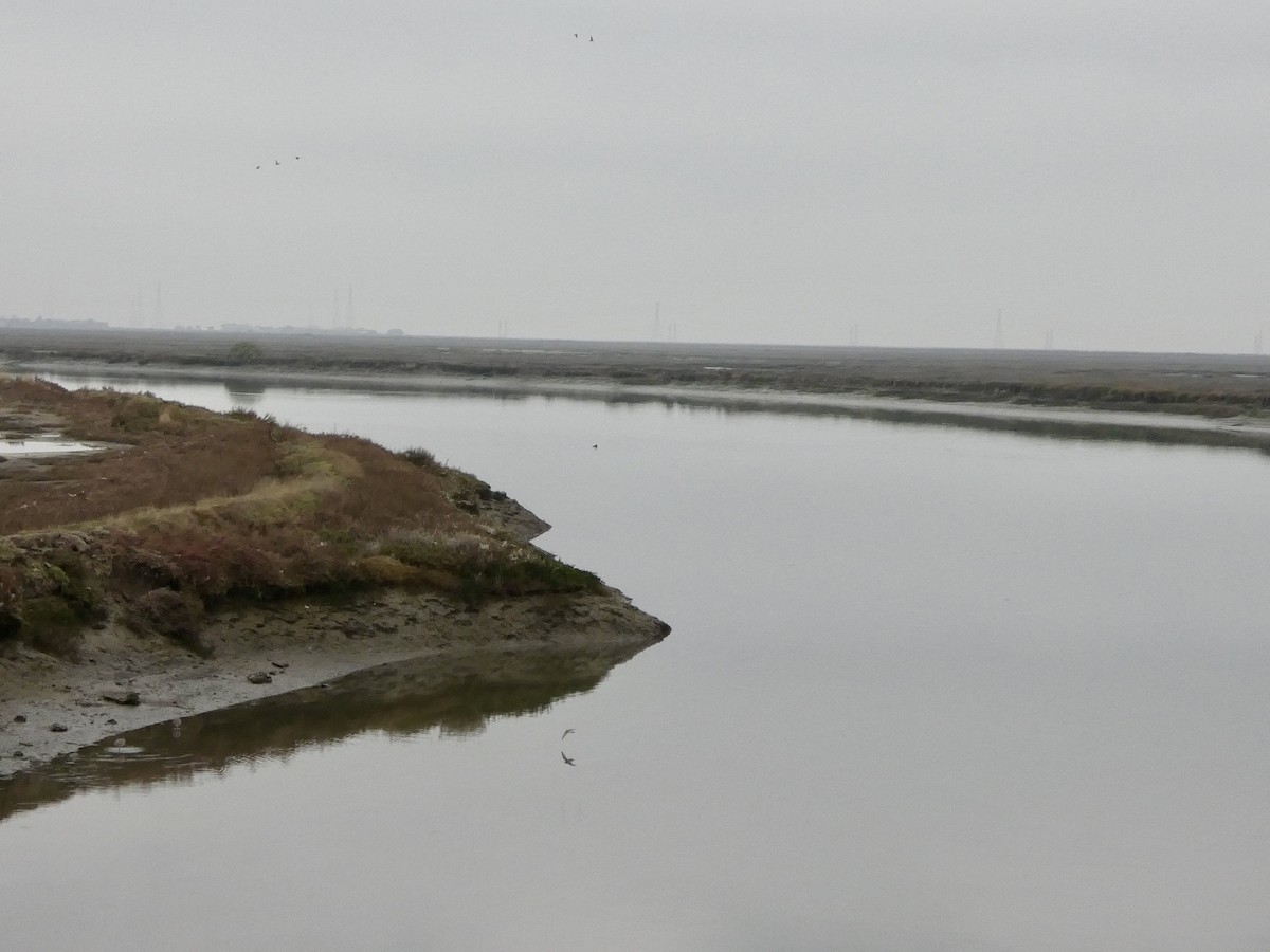 brilleand - ML646957090