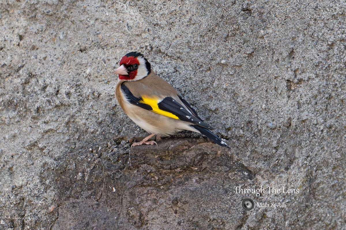 stillits - ML646957091