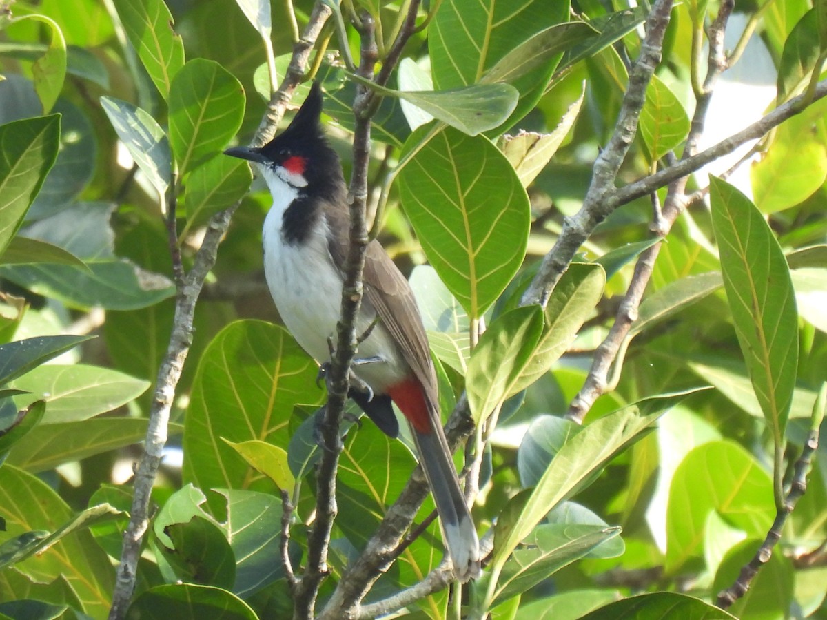 Bulbul masailgorria - ML646957093