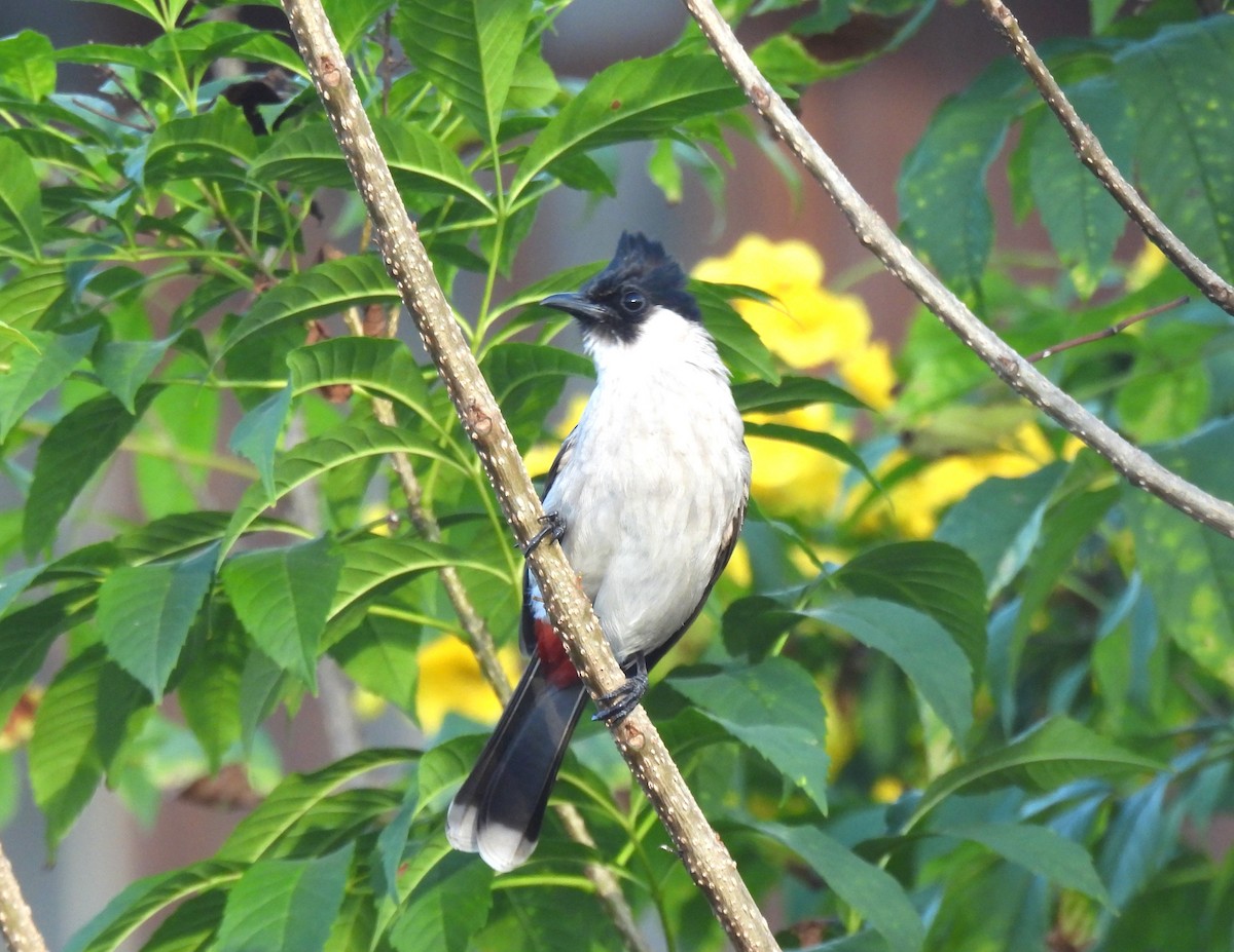 Bulbul urre-ipurdia - ML646957094