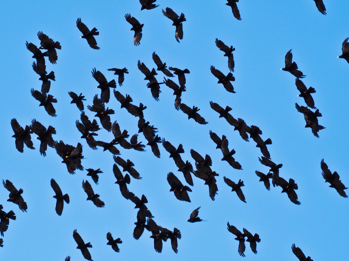 キバシガラス - ML646957095