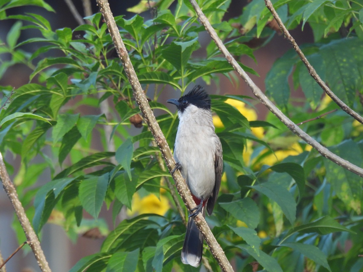Bulbul urre-ipurdia - ML646957097