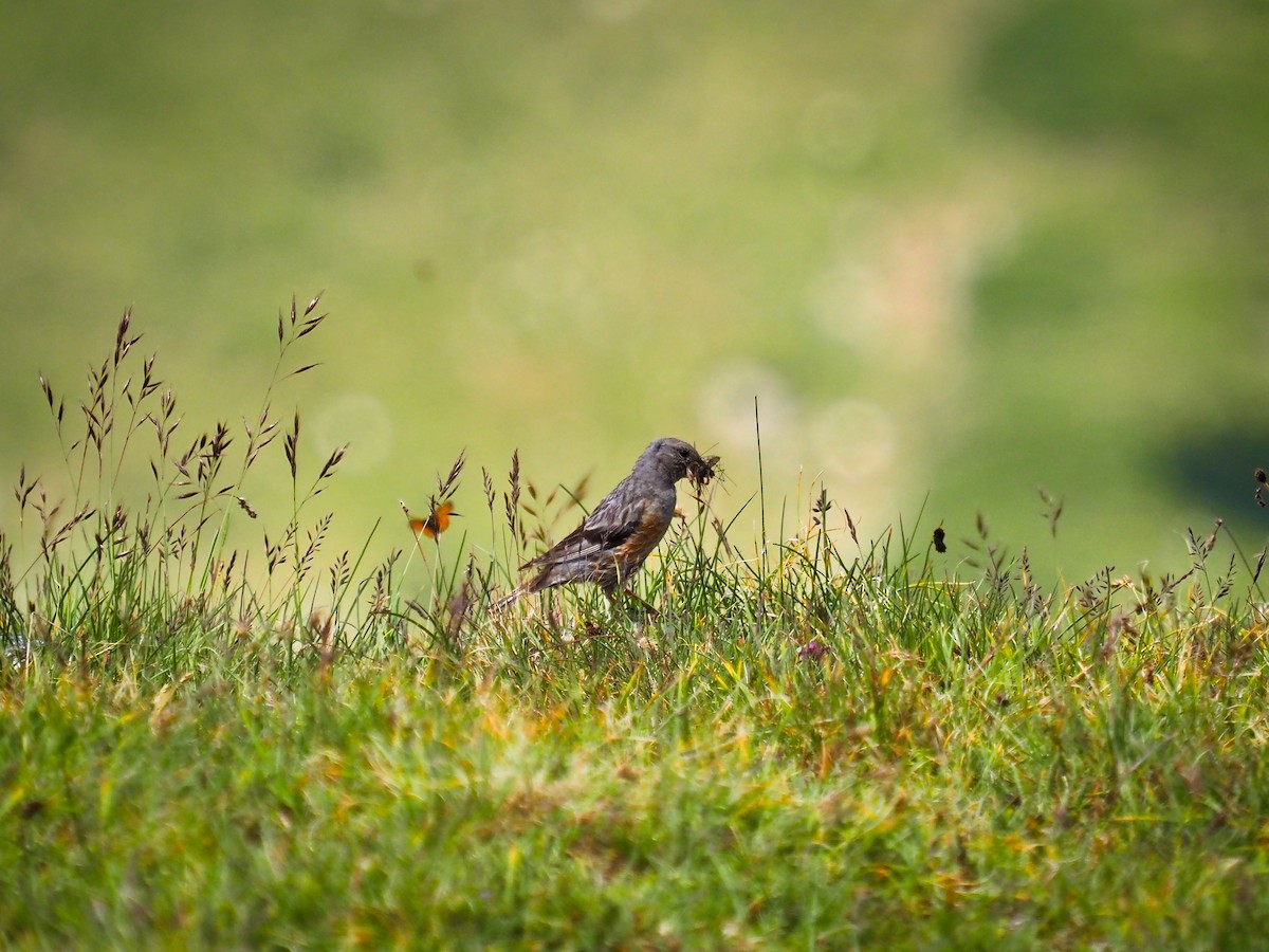 Тинівка альпійська - ML646957098