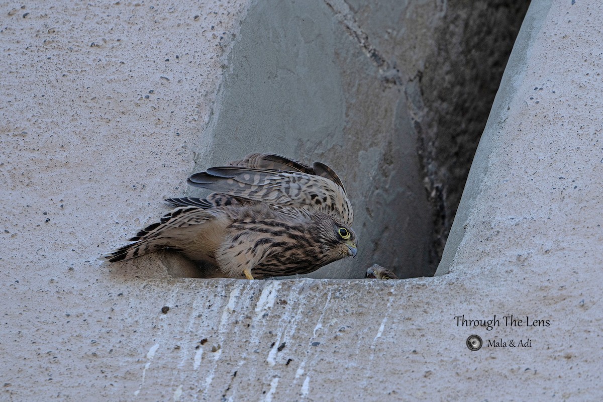 Боривітер звичайний - ML646957099