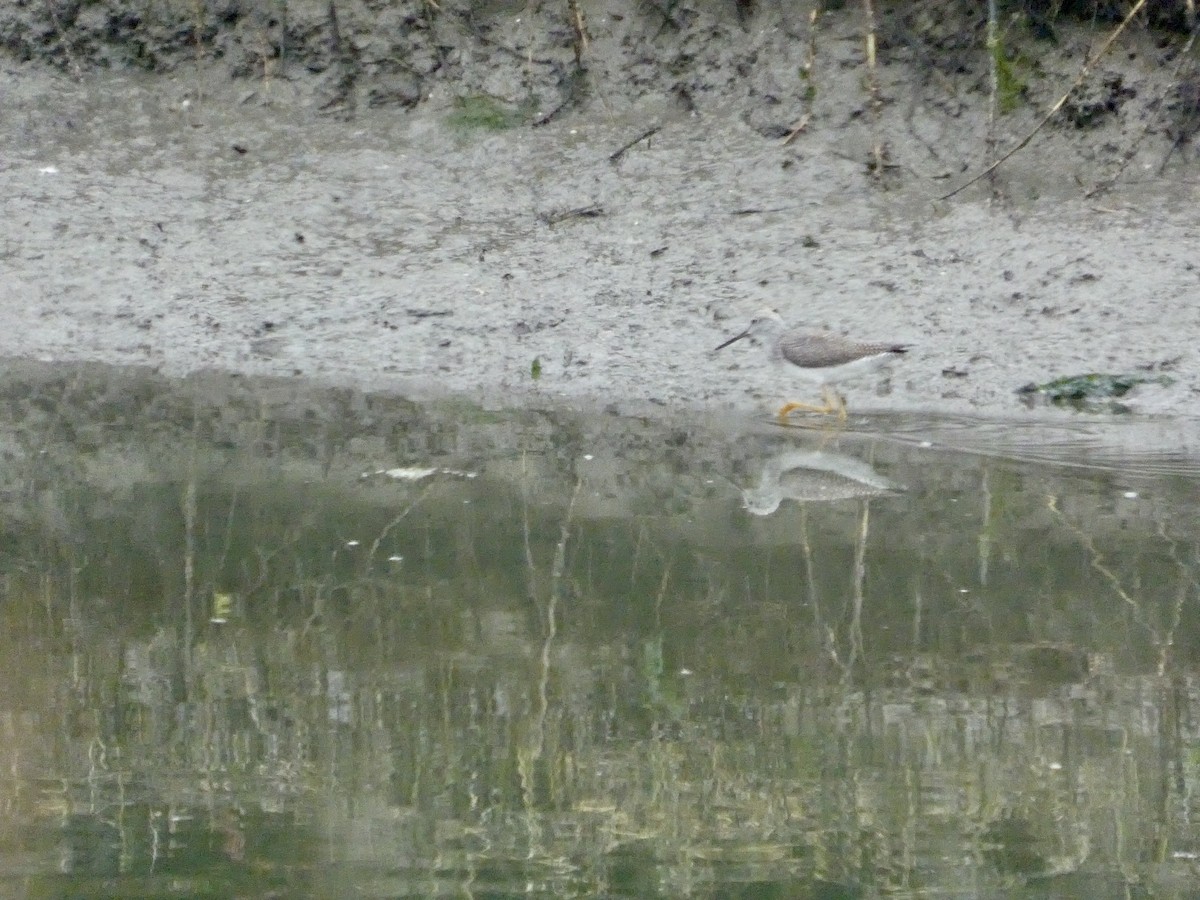 Коловодник строкатий - ML646957100