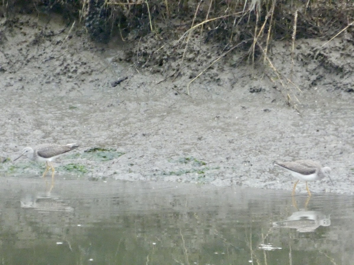 Коловодник строкатий - ML646957101