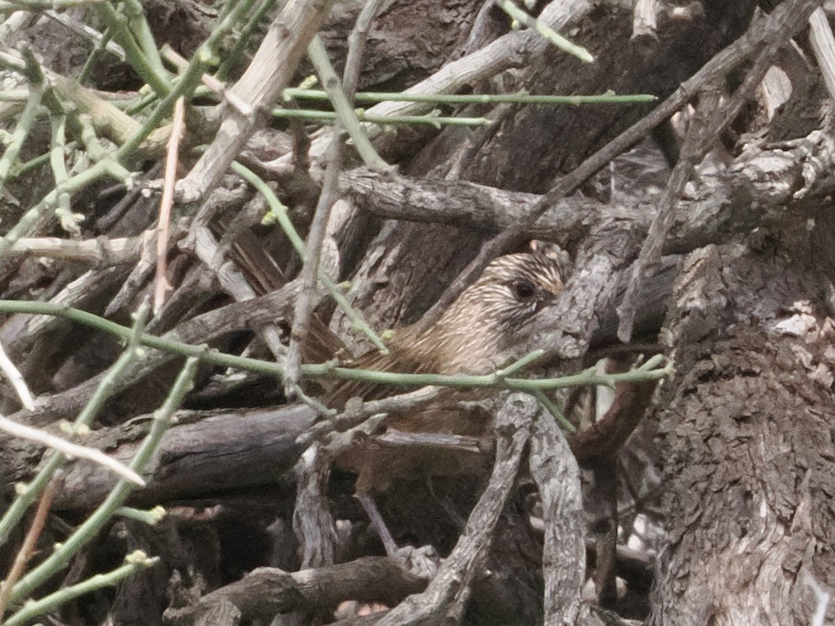 Western Grasswren - ML646957108