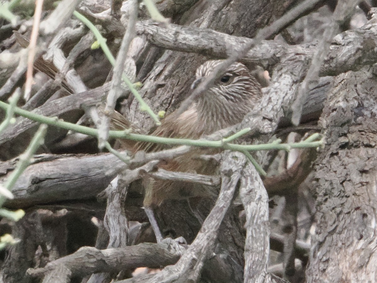 Western Grasswren - ML646957109