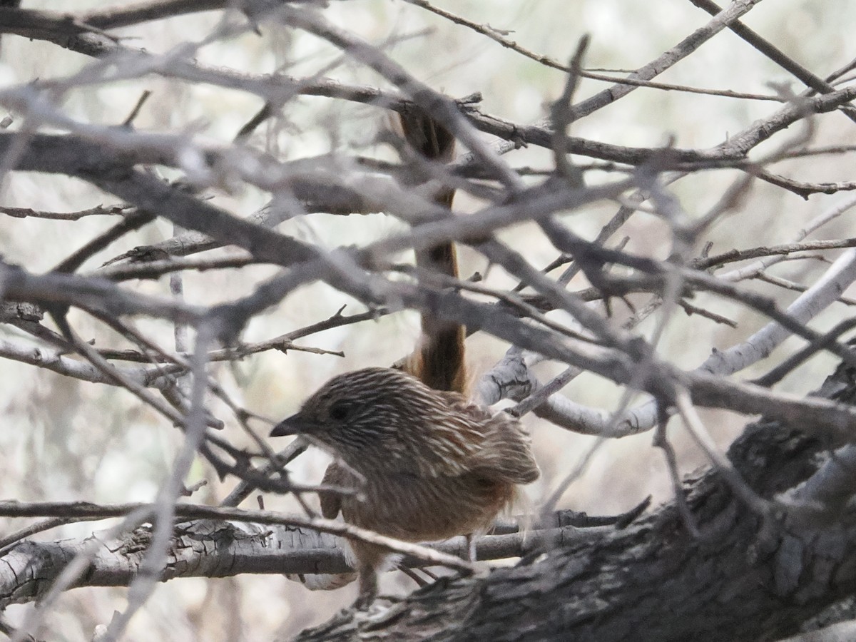 Western Grasswren - ML646957110