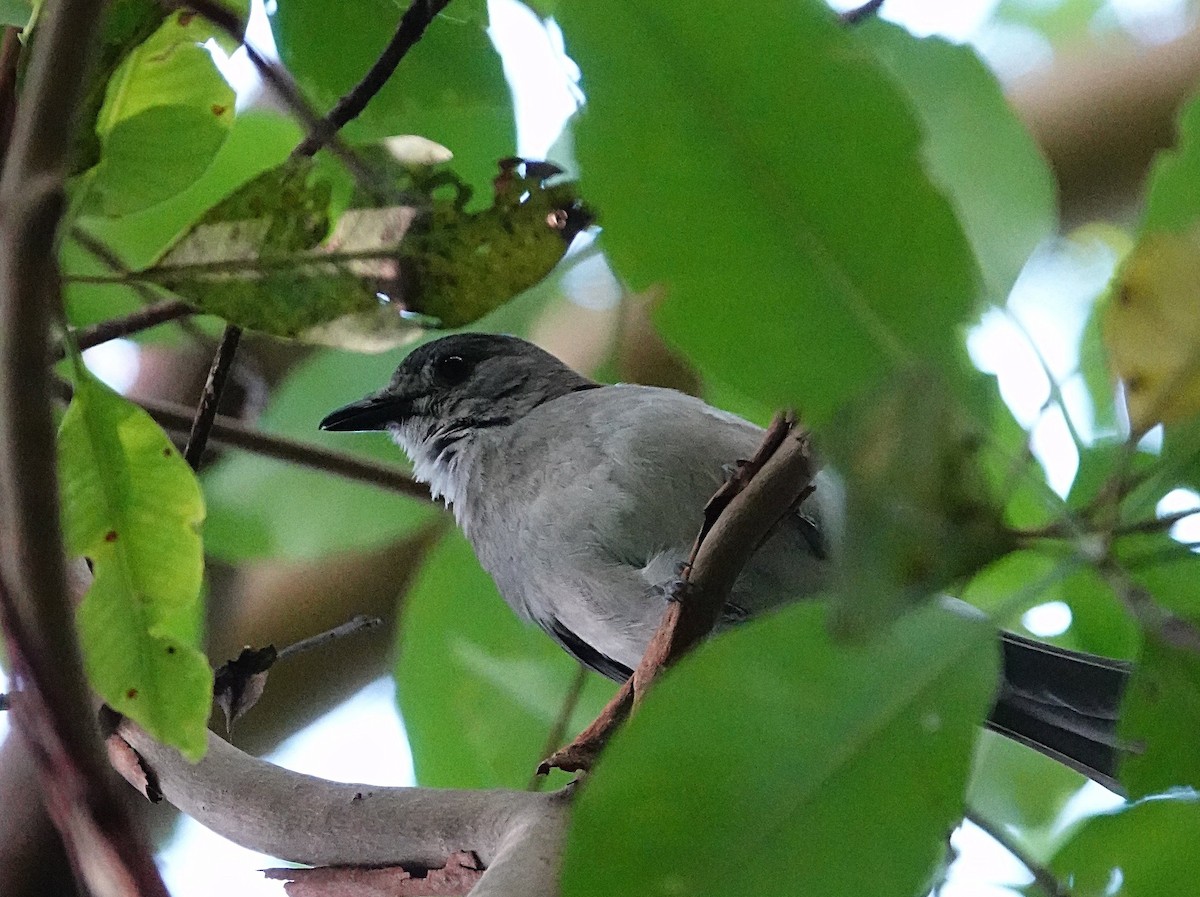 Gray Shrikethrush - ML646957111