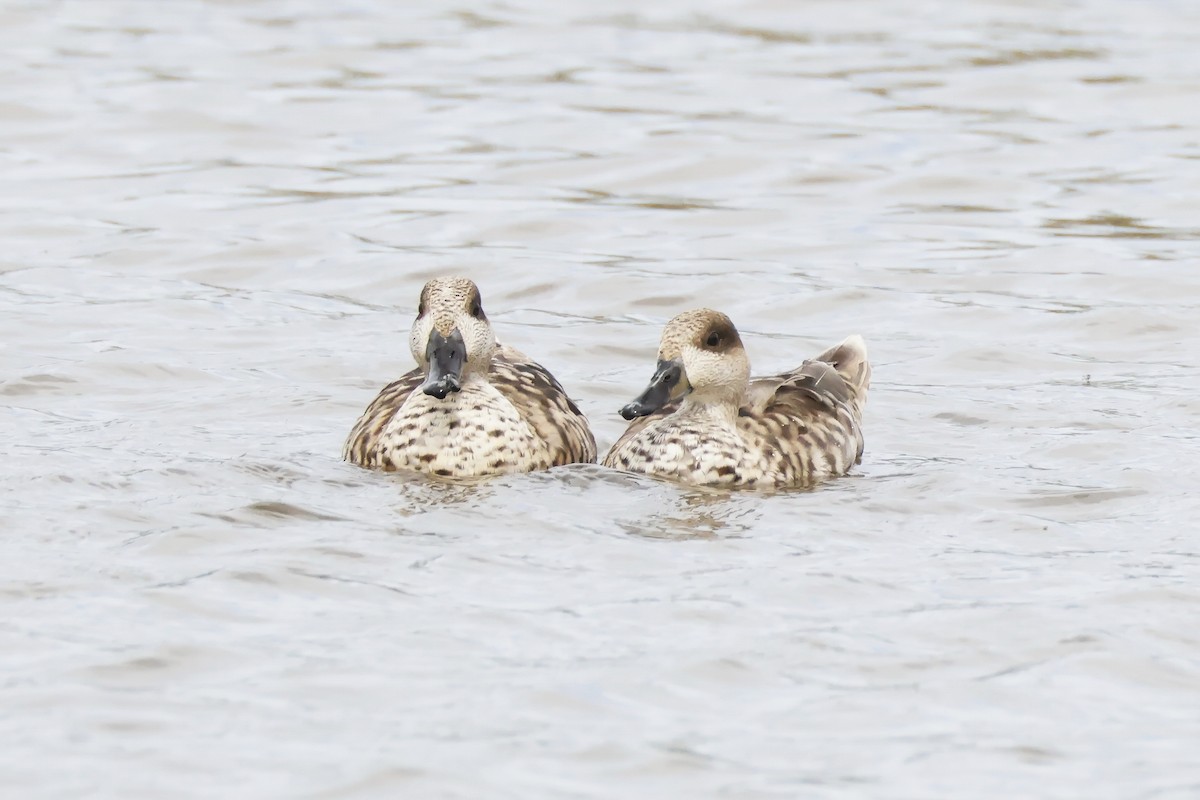 Marbled Duck - ML646957116