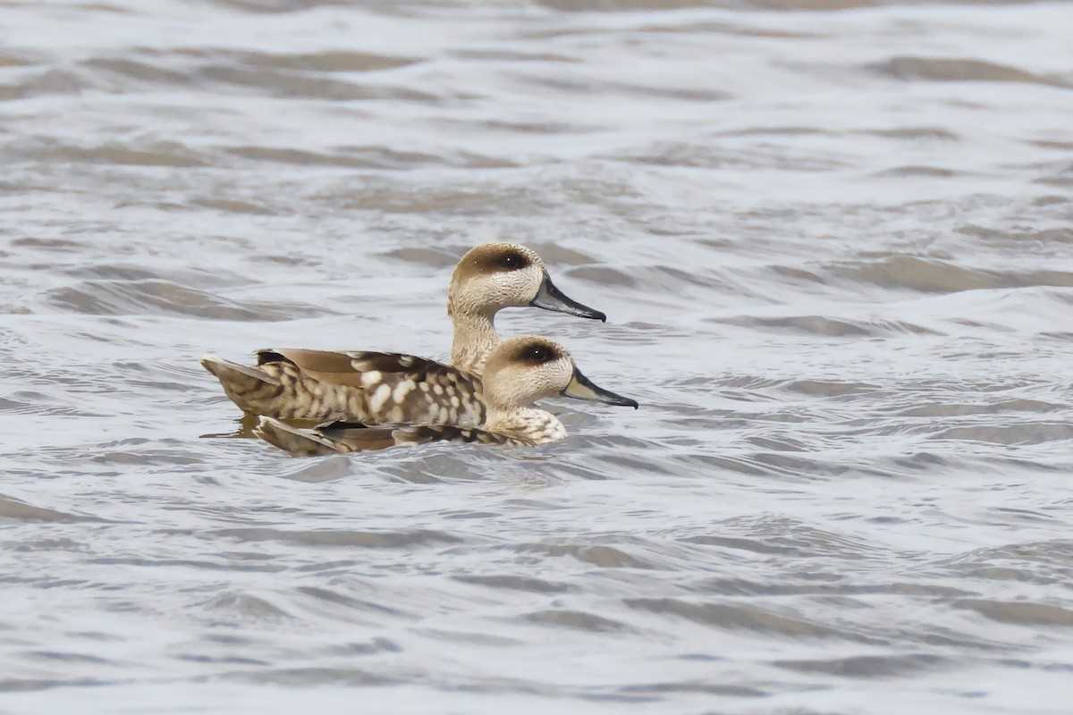 Marbled Duck - ML646957117