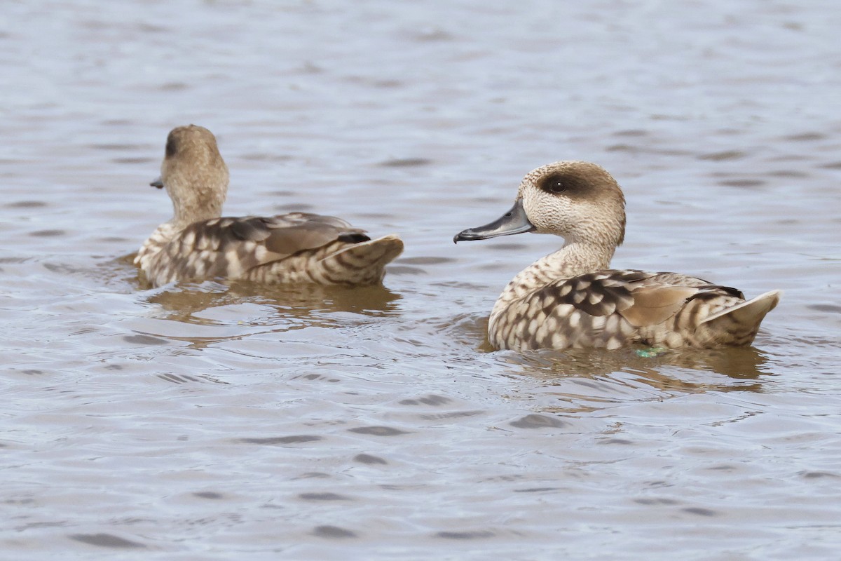 Marbled Duck - ML646957118