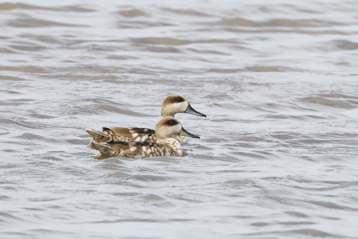 Marbled Duck - ML646957119