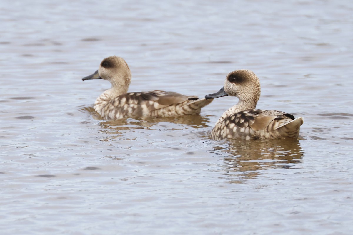 Marbled Duck - ML646957120