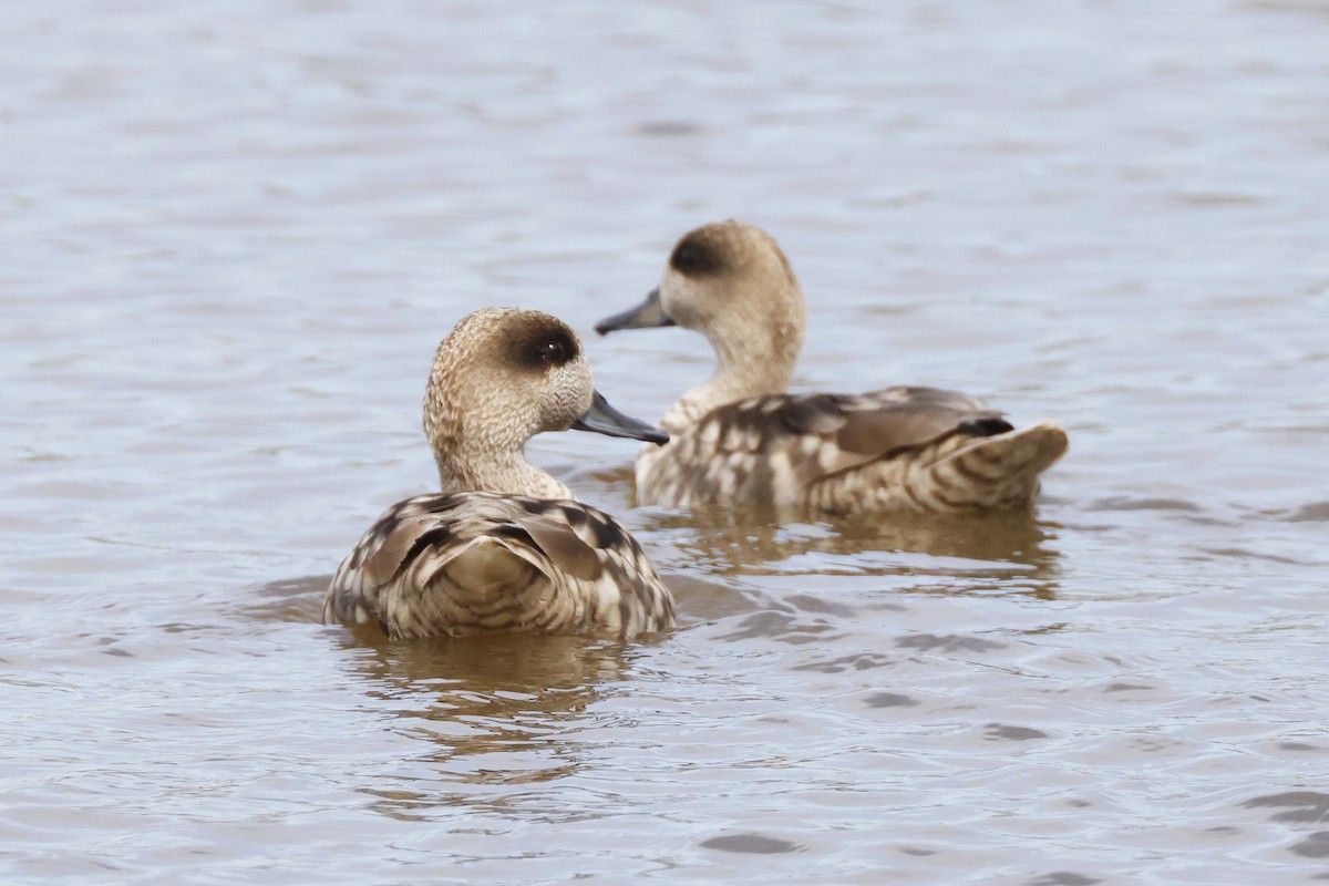Marbled Duck - ML646957121