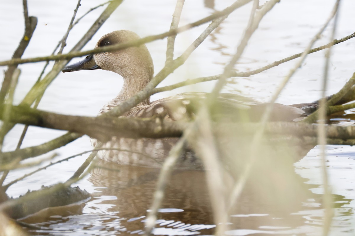 Marbled Duck - ML646957122