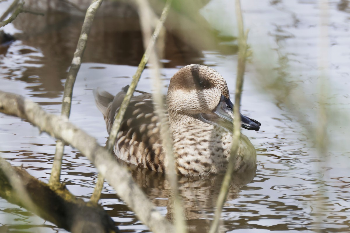 Marbled Duck - ML646957124