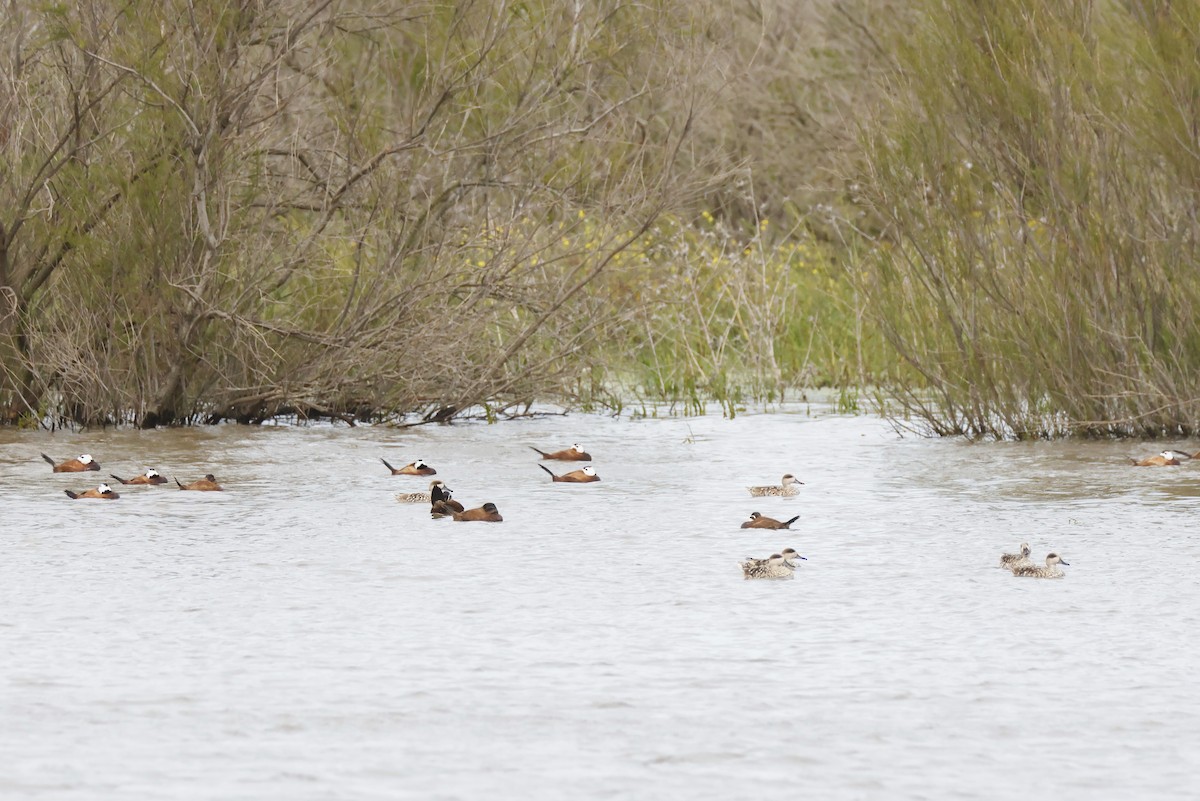 Marbled Duck - ML646957125