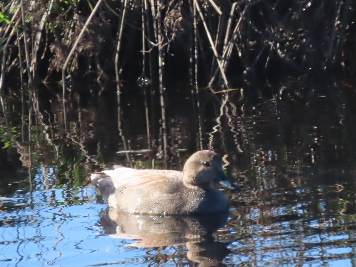 赤膀鴨 - ML646957127