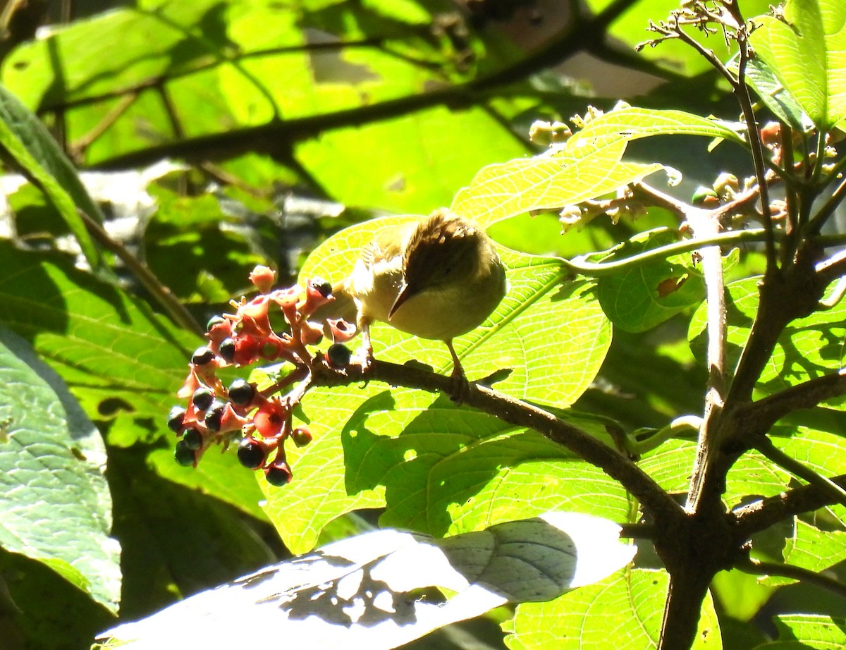 Olive Bulbul (Olive) - ML646957128