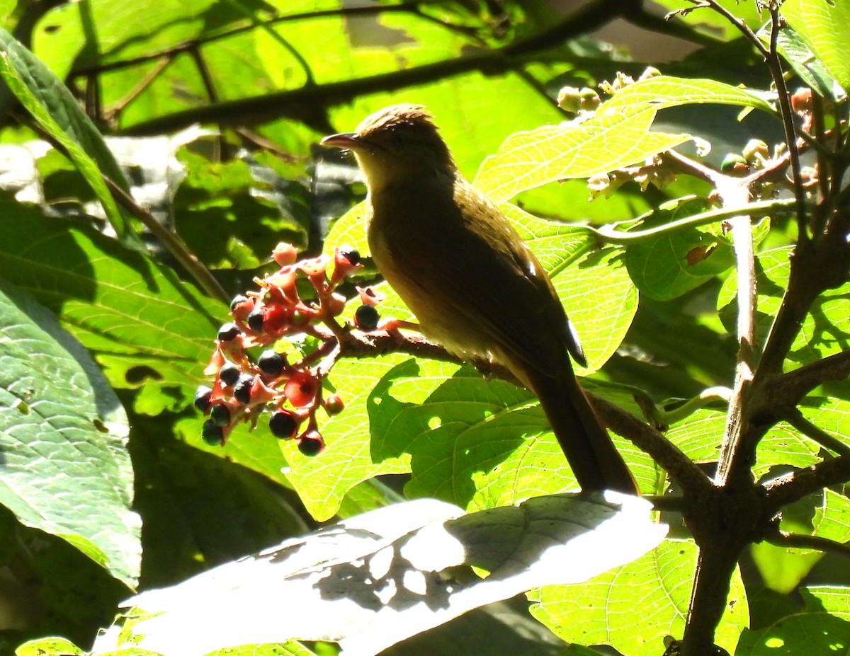 Olive Bulbul (Olive) - ML646957129