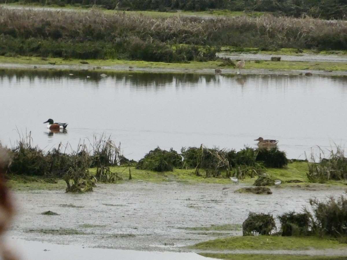 skjeand - ML646957130