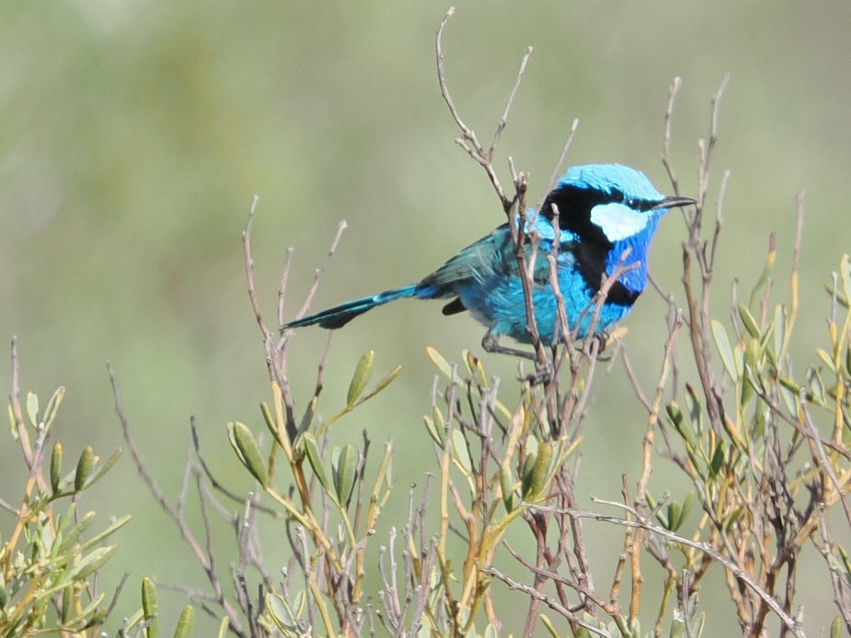 Splendid Fairywren - ML646957131