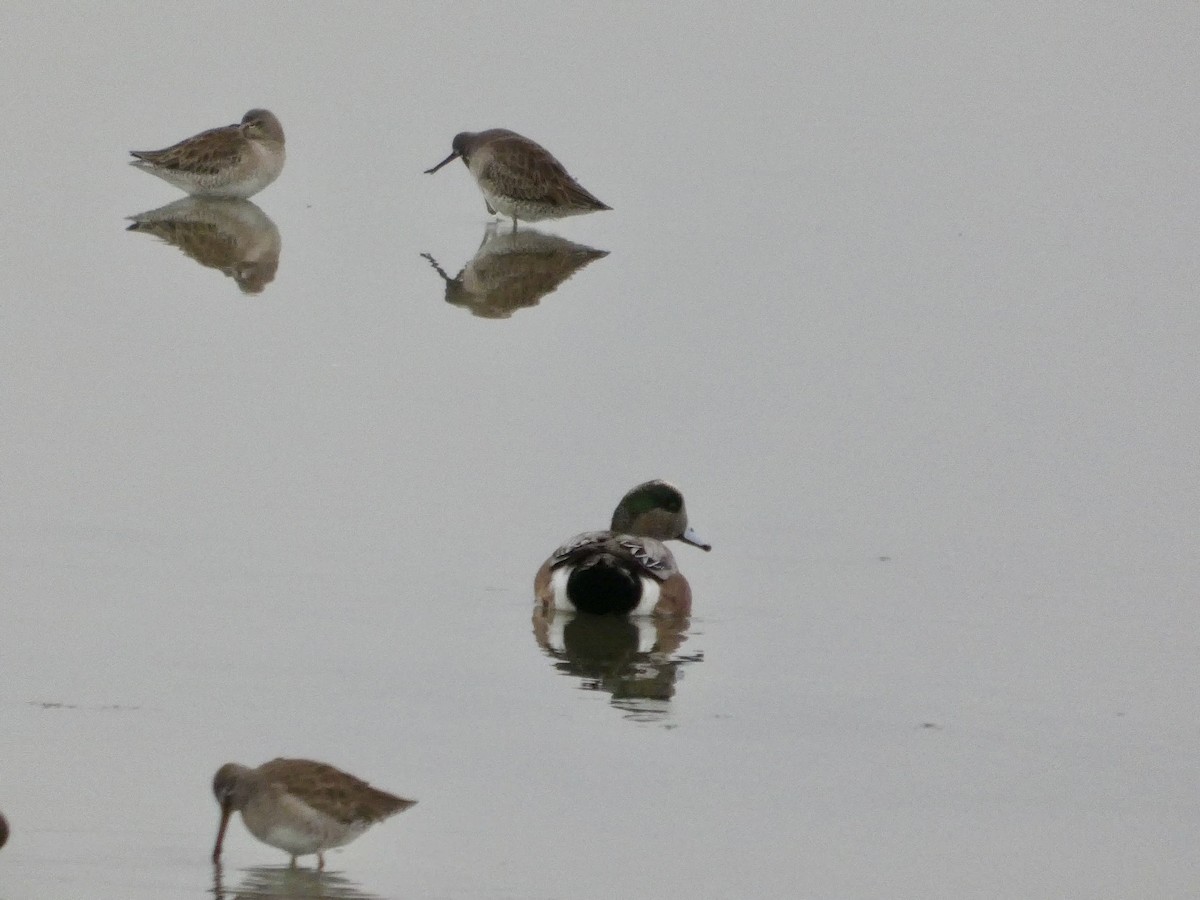 Amerika Fiyusu - ML646957136