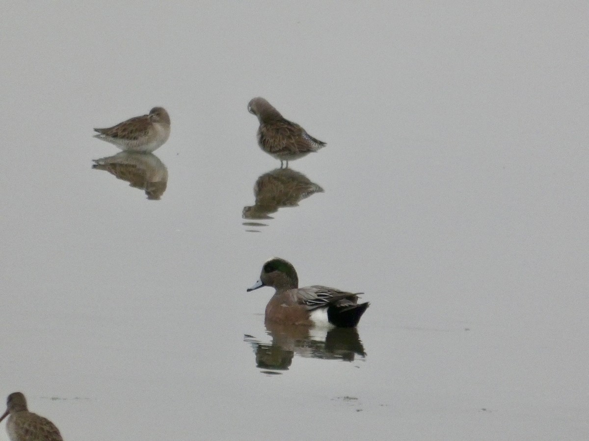 Amerika Fiyusu - ML646957137