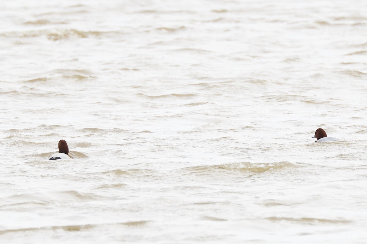 taffeland - ML646957141