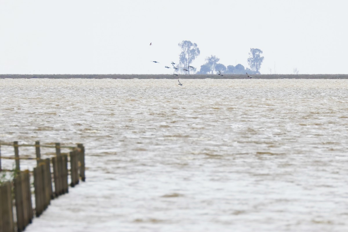 taffeland - ML646957142